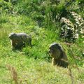 A la rencontre des marmottes- Les Saisies