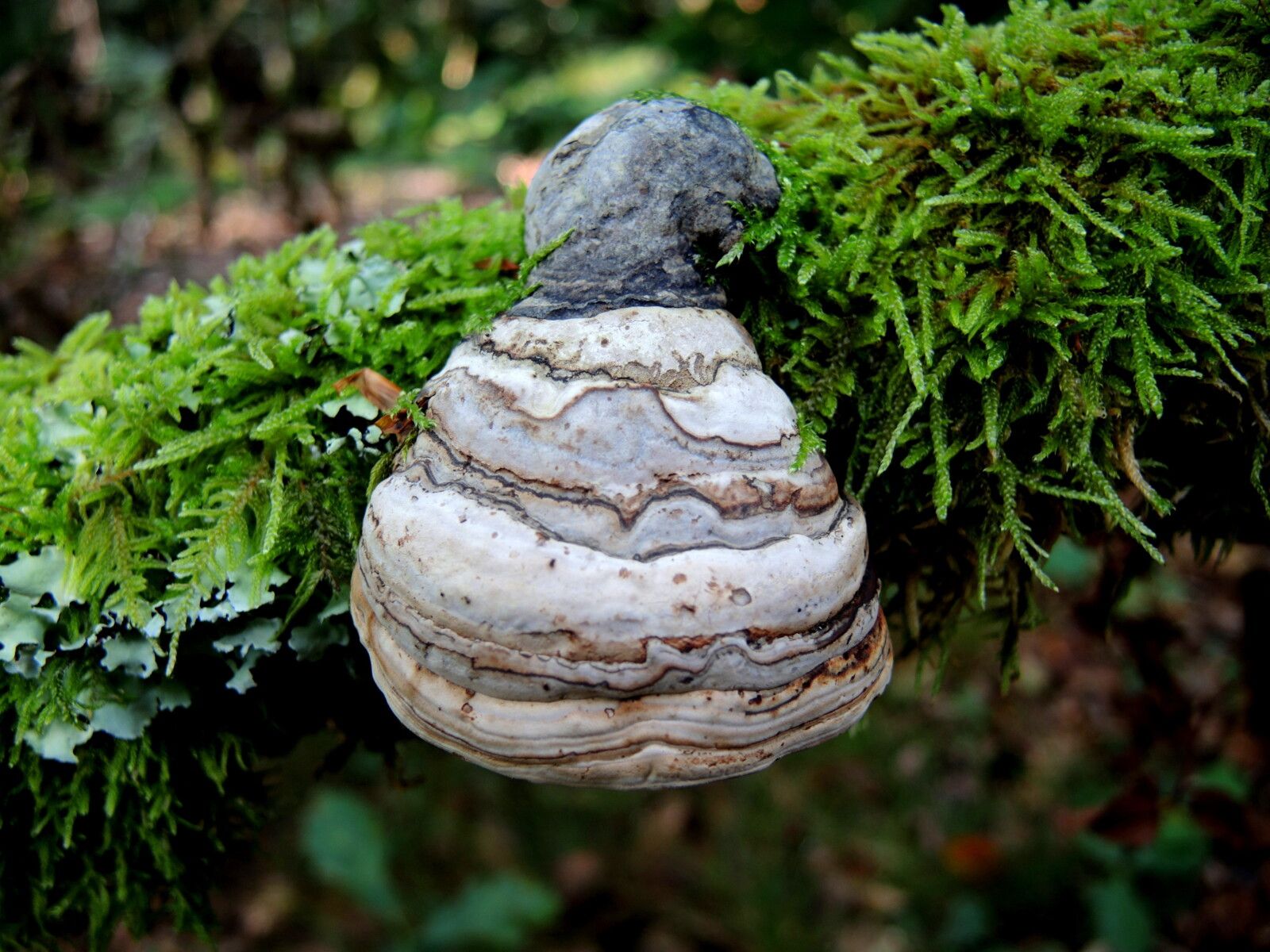 Corancy, dans les bois, champignons Amadouvier (58)