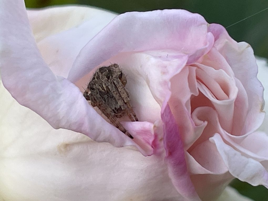 Mardi 04 novembre 2025: mes photos datent d'hier, les oiseaux avant la tonte , Dernière tonte , les fleurs bravent novembre, pause et silence contemplatif , les nuages pardessus le toit de ma cabane de jardin , mon diapo s'en suit ...