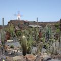 LANZAROTE #6 : Jardin de Cactus, Jameos del Agua