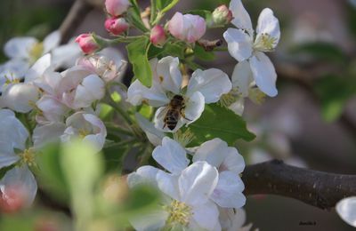 LE PRINTEMPS