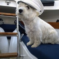 les vacances rêvées d'un westie...... en avant