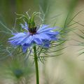 Nigelle de Damas ...