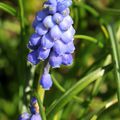 Muscari