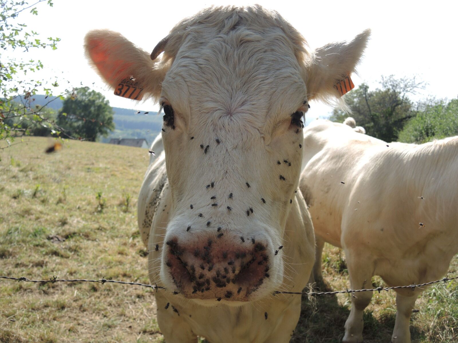 Château-Chinon, vaches mouches. (58)