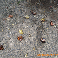 Dialogue avec un escargot (Adrienne)