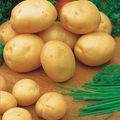 PATATES TOUTES SIMPLES