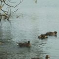 La danse des canards