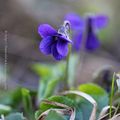 Premières fleurs * First flowers #2019-2