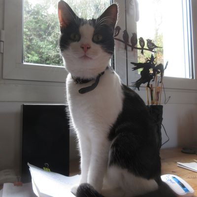 Ramsès, chat du Trégor un poil perché !