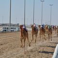 Camel Race Track : les courses de dromadaires