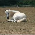 ...equestre aveyron...