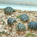 les tortues