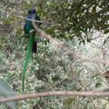 COSTA RICA : les QUETZALS