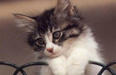 Chatons: choix, trousseau, astuces...