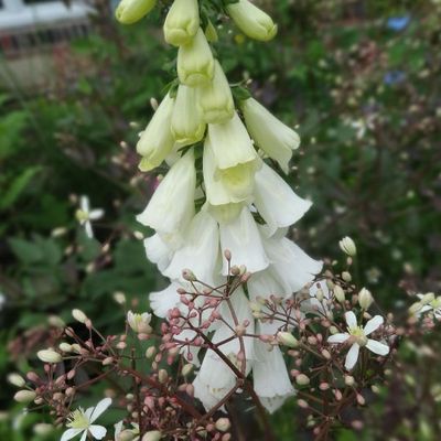 Les fleurs au jardin arrivent doucement