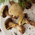 Suillus bresadolae var flavogriseus par Martine Vandepl