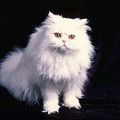 un gato blanco (c'est de l'espagnol sa ve dire un chat blanc)