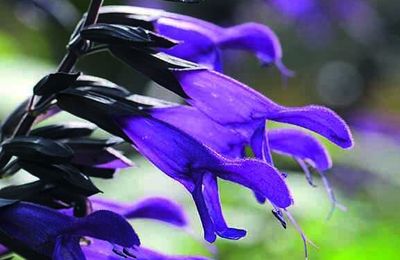 Sauge Amistad Violet bientôt au jardin de la brindille !