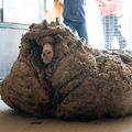 Un mouton délesté de son pelage de 35 kg !! 🐑