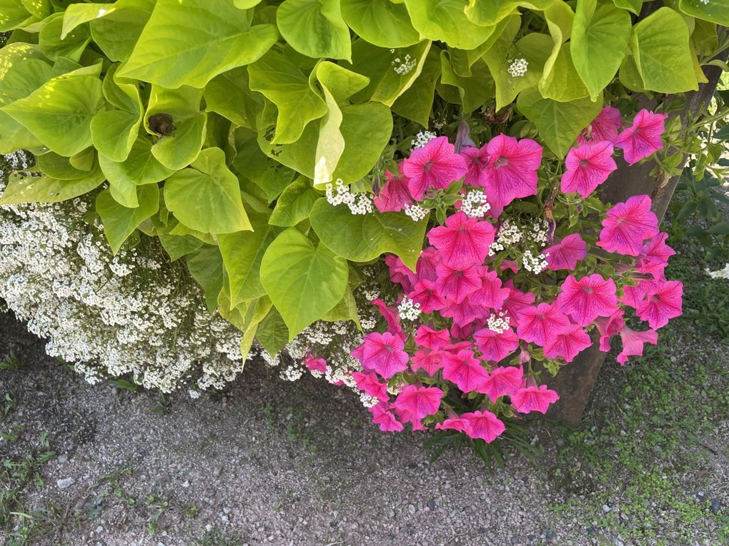 Mardi 23 sept 2025 Mon  diaporama :Flânerie au parc à Cébazat  c'était le 19 sept 2025 grand  soleil 