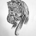 Panthera leo 