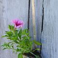 Idée déco avec une écumoire, une plantouille et un vieux volet...