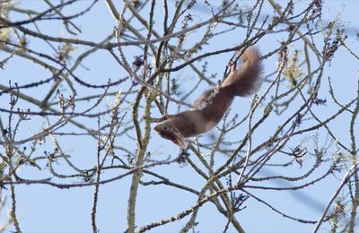 Acrobate...