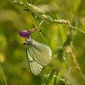 Le soleil, les papillons sortent enfin !