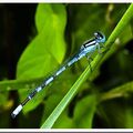 L&rsquo;AGRION DE MERCURE (Coenagrion mercuriale)