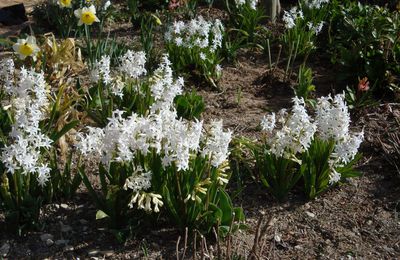 c'est l'printemps...