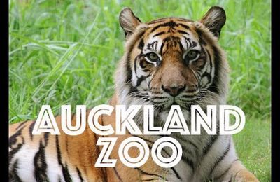 Visite du ZOO et du TEMPLE d'Auckland !