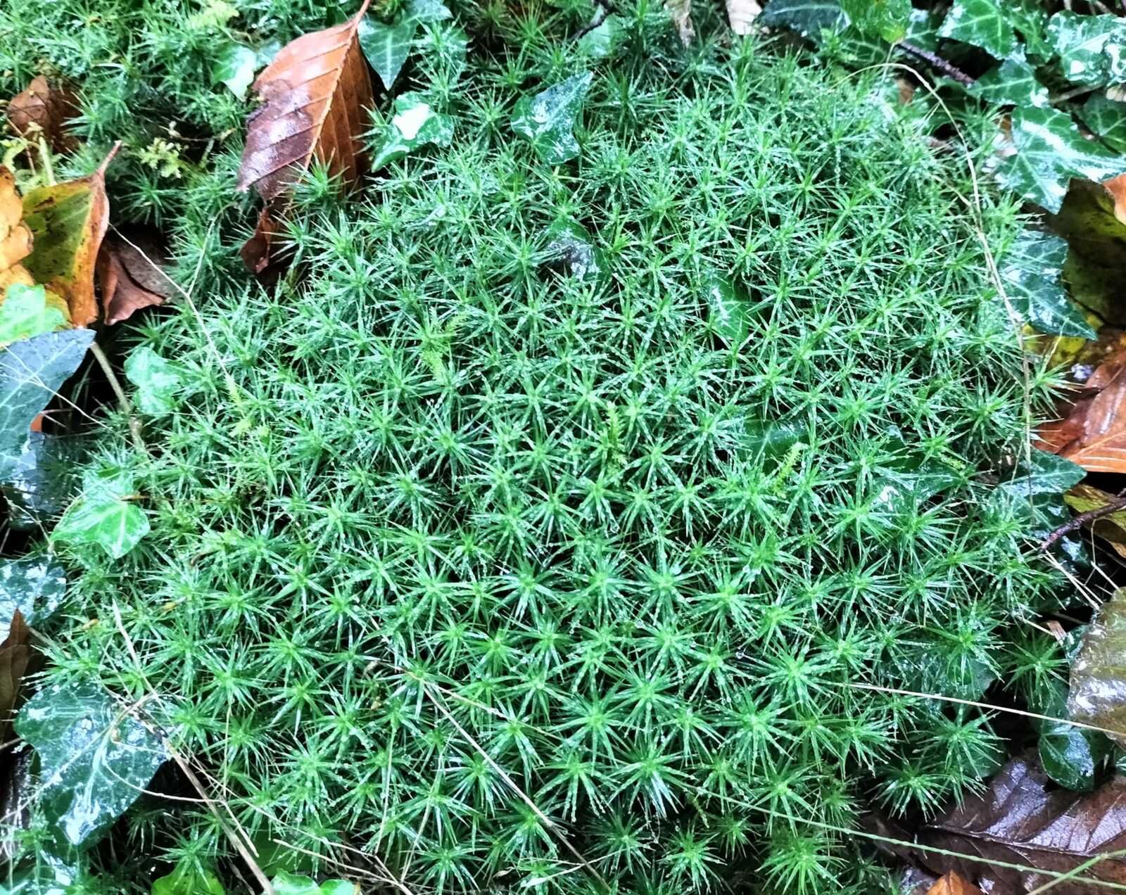 Navarrenx, dans les bois, mousse étoiles (64)
