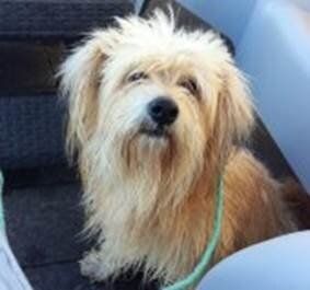 Boulou , fidèle au point de risquer sa vie pour rejoindre son maître 