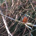 Petits oisaux de Vaugrenier en Automne