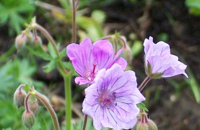 Geranium tuberosum