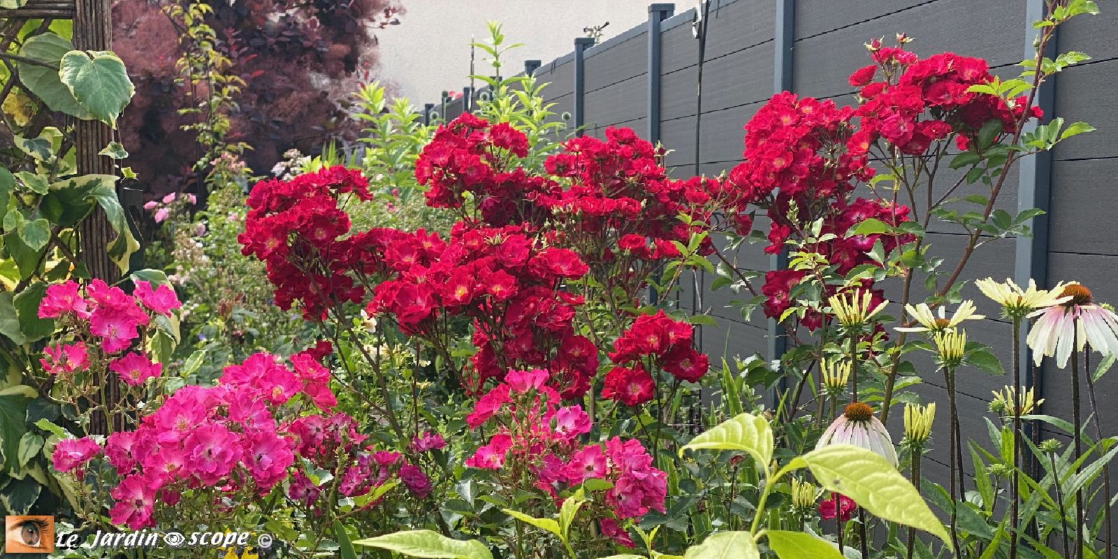 Rosa 'Myriam, courrir pour elle' (rose) & Rosa 'La Belle Rouge' (rouge)