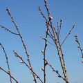 Des bourgeons au verger