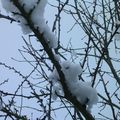 du coton sur les branches 