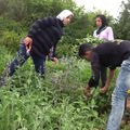 Ce jeudi, jour de récolte des plantes aromatiques à l'association Ourika Tadamoune
