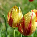Les Tulipes d'Alex