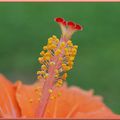 Quand les belles fleurs se dénudent, les voyeurs se déchainent...