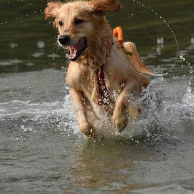 Çà "pulse" sur les rives de la ballastière de Bischheim.... (Alsace)