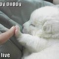 Puppy high five <3