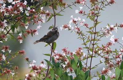 Le moineau au jardin