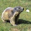 marmotte