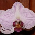 Mon Orchidée