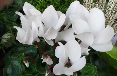 LE BOUQUET DU VENDREDI...