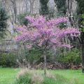 LES ARBRES SONT EN FLEUR