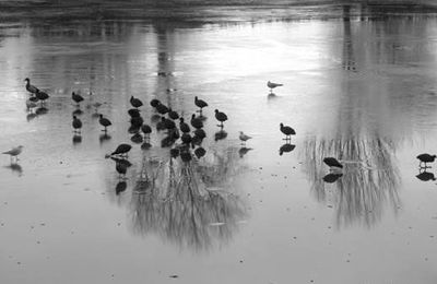 Oiseaux sur l'étang gelé